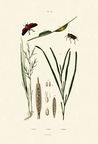 Seagrass by French School